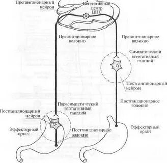 Преганглионарные симпатические нейроны