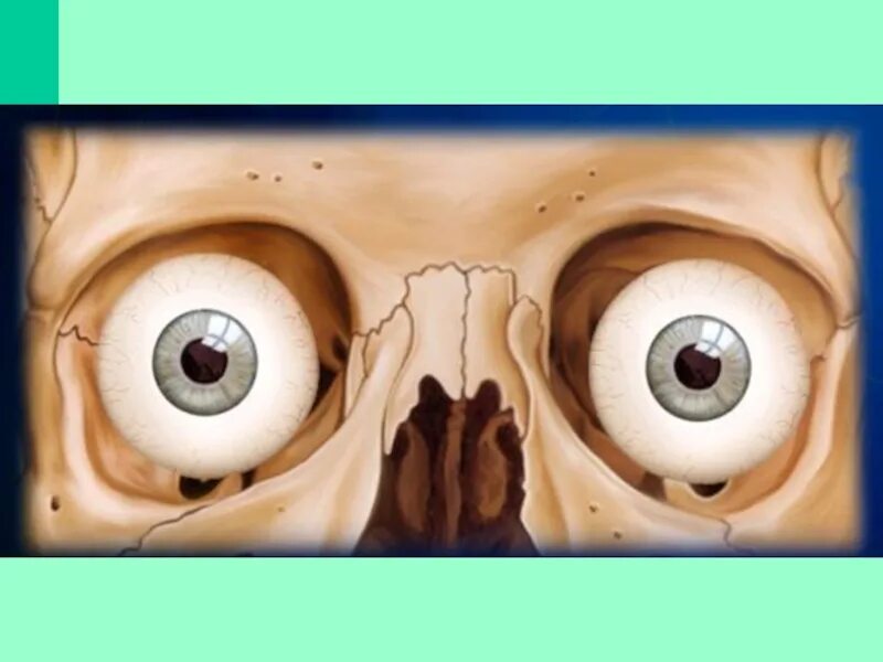 Левой глазницы. Расположение глазного яблока в глазнице черепа. Глазное яблоко в глазнице. Расположение глаза в черепе.