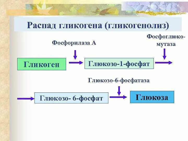 Распад гликогена в печени. Реакции распада гликогена до глюкозо-6-фосфата. Схему реакций фосфоролитического распада гликогена. Схема расщепления гликогена. Расщепление гликогена до Глюкоза 6 фосфат.