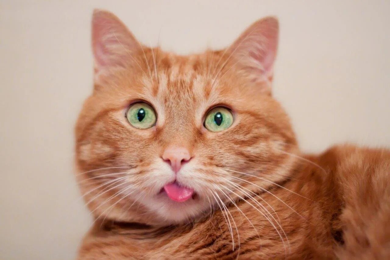 Коты рыжие веселые