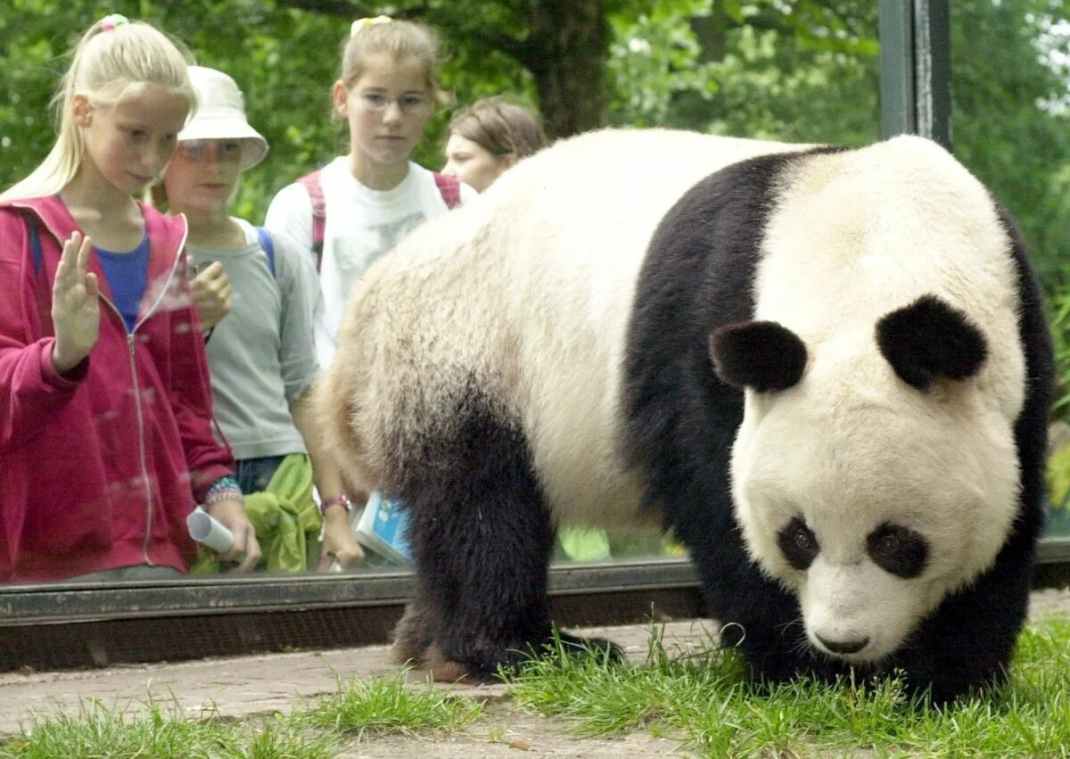 Панда в китае. Панда жуи в московском зоопарке. Панда в зоопарке. Большая панда. Панды живут в италии.