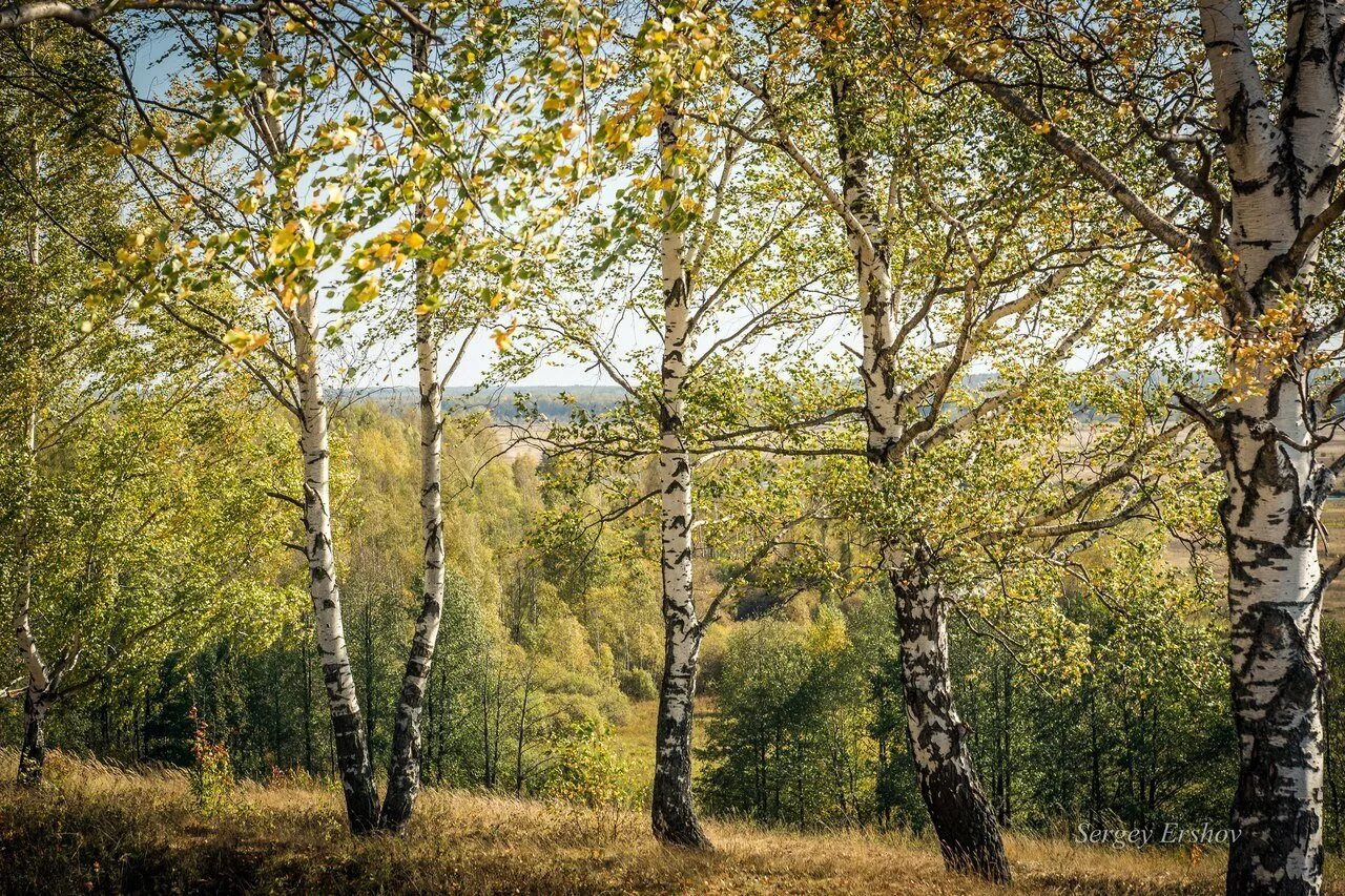 Природного родного края. Природа родного края. Природа Владимирского края. Природа родного края Татарстан. Деревья Владимирской области.