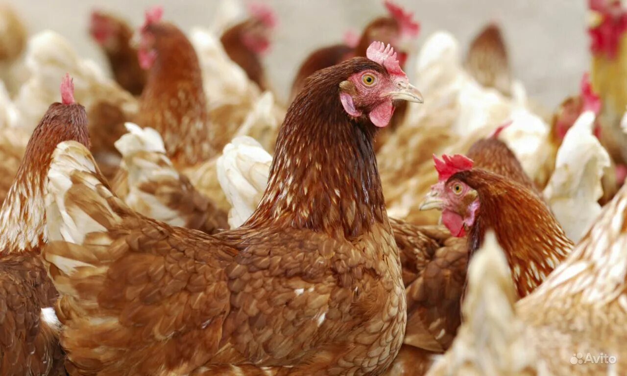 курицы казани. куры казани. куры казани. куры казани. казанские курицы фото.