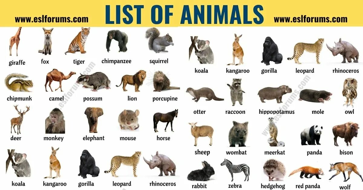 Имя animals