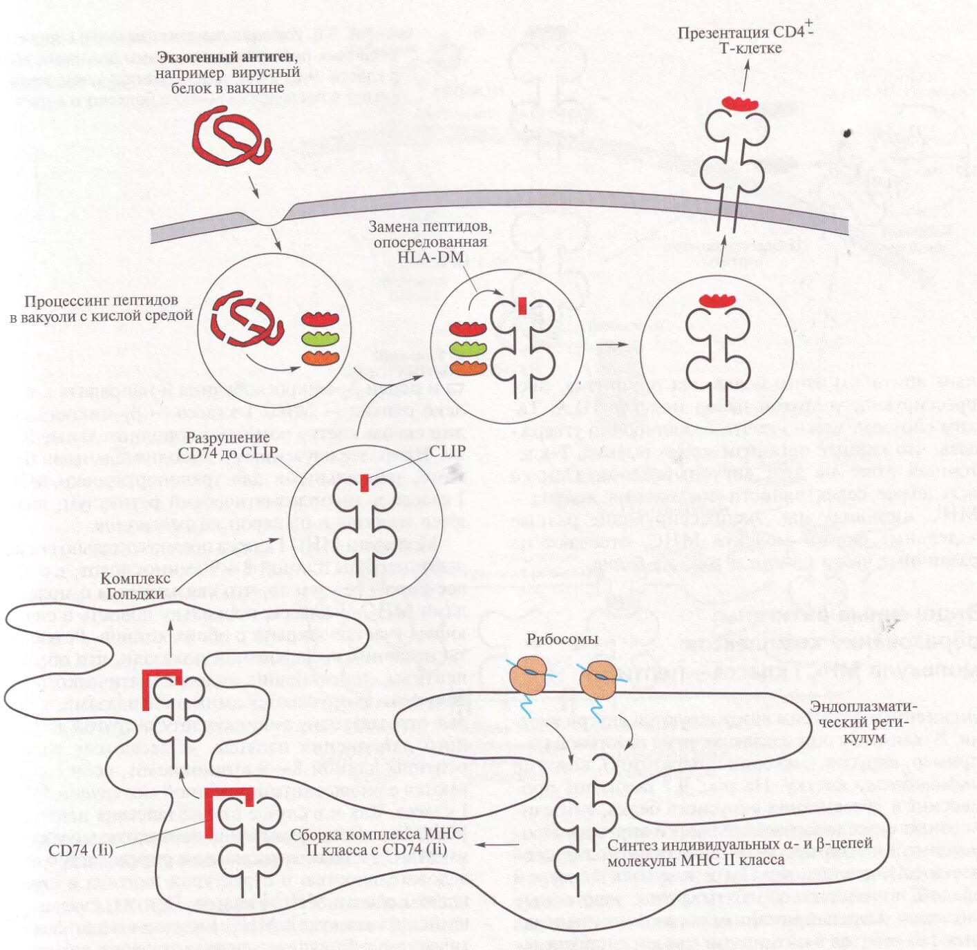 Экзогенные антигены. Процессинг экзогенных антигенов схема. Процессинг антигена МНС 2. Механизм процессинга антигена. Процессинг антигена для МНС 1.