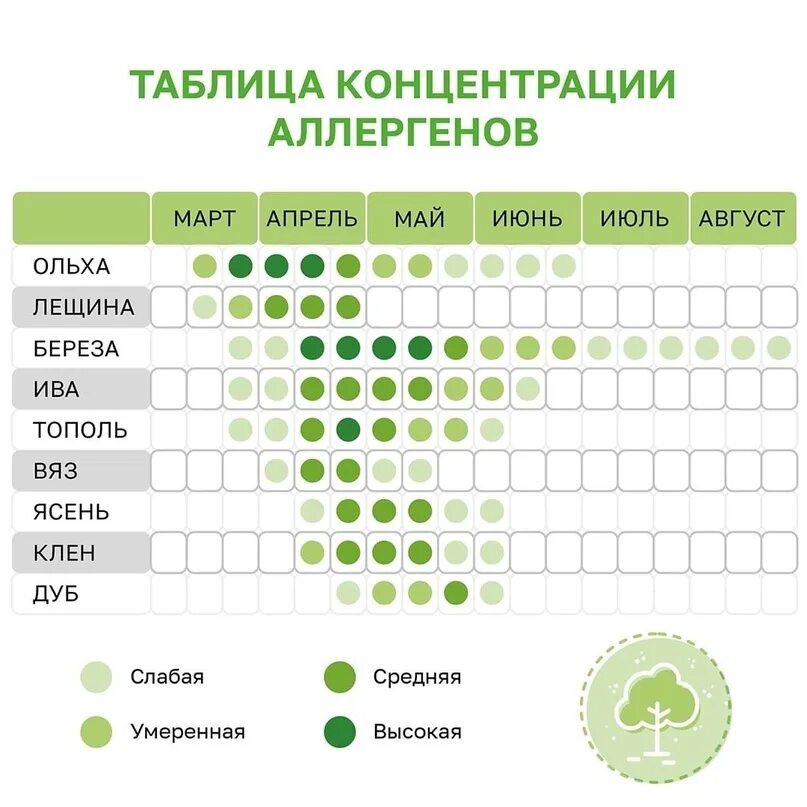 Период цветения березы в Москве. Дневник аллергика на пыльцу. Цветение березы для аллергиков. Таблица цветения для аллергиков. Приложение для аллергиков пыльца