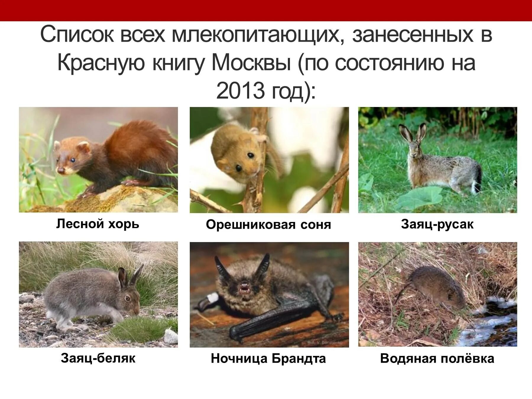 Млекопитающие красной книги. Млекопитающие занесены в красную книгу. Животное занесенное в красную книгу. Млекопитающие красной книги. Млекопитающие красной книги.