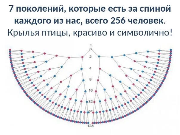 Схема рода человека. Генограмма 7 поколений рода схема. Схема родового древа до 7 колена. Птица рода схема на 7 поколений. Родовая птица схема.