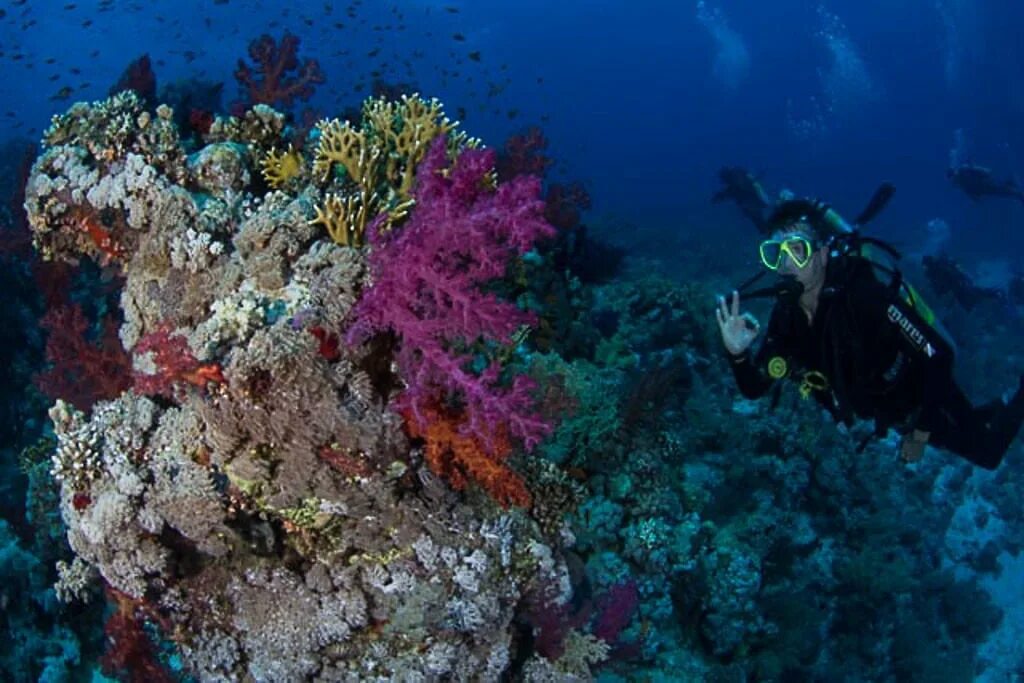 Шарм-Эль-Шейх море. Красное море Шарм-Эль-Шейх. Подводный мир Египта Шарм-Эль-Шейх. Красное море Шарм-Эль-Шейх соленое. Какого океана является красное море