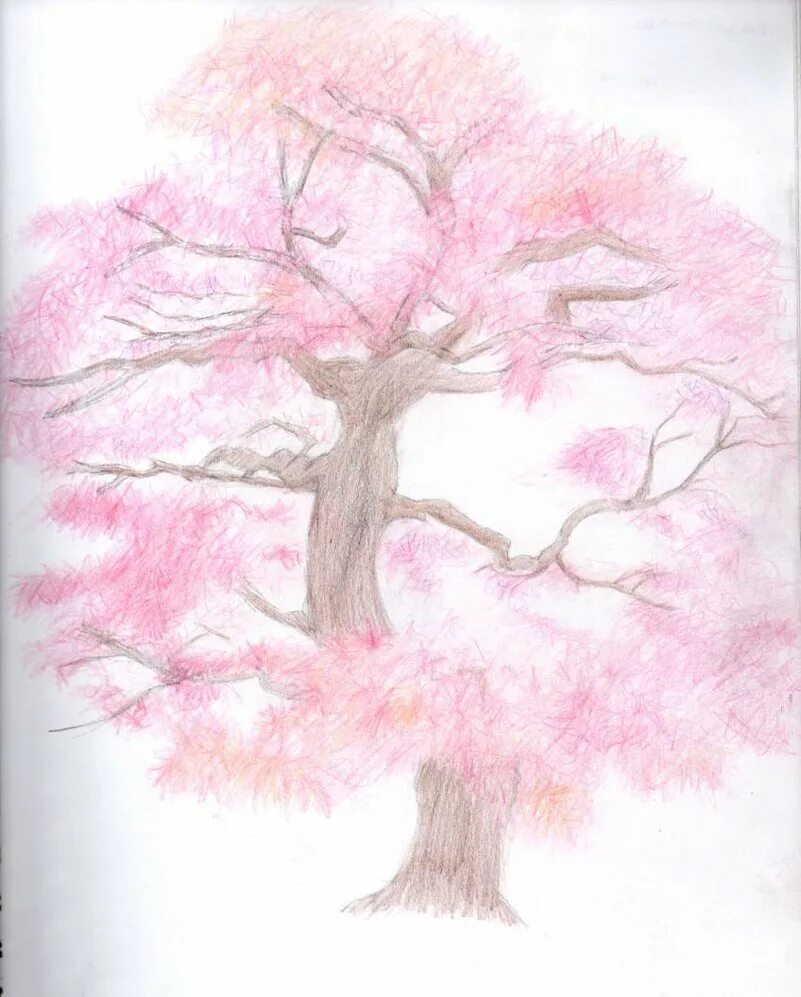 Рисование дерева Сакуры. Дерево Сакура карандашом. Сакура карандашом. Дерево Сакура рисунок.