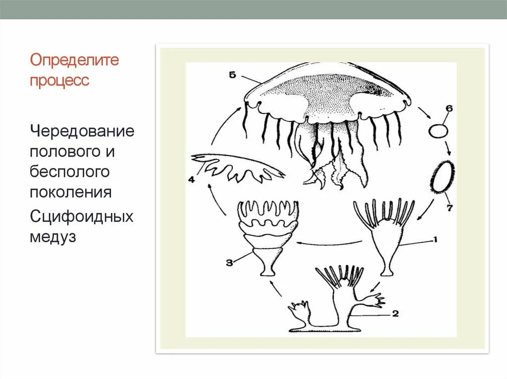 Цикл размножения медуз. Чередование поколений у сцифоидных. Цикл развития сцифоидной медузы. Размножение сцифоидных медуз.