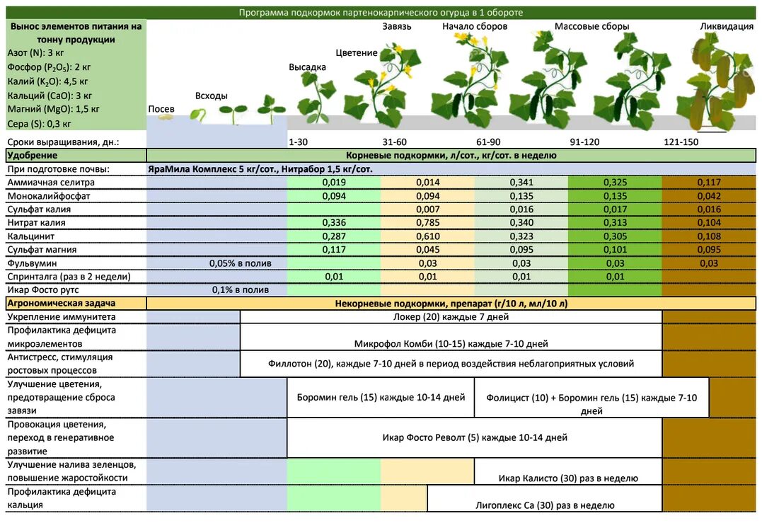 Посадка огурцов чем удобрить. Схема удобрения огурцов в открытом грунте. График подкормки огурцов. Удобрение для огурцов в теплице. Рассада огурцов для теплицы.