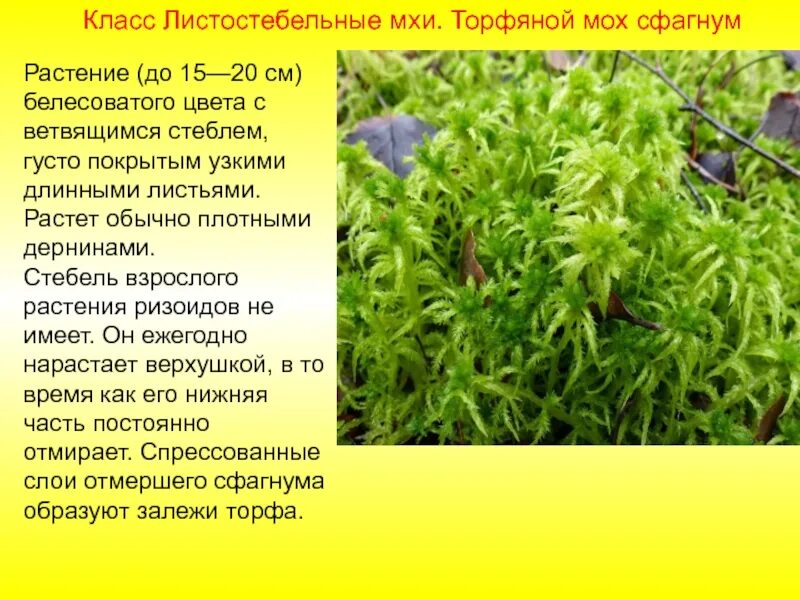 Как люди использовали сфагновый мох. Листостебельные мхи сфагнум. класс листостебельные сфагновые мхи. листостебельные мхи 3 класс. торфяной мох.