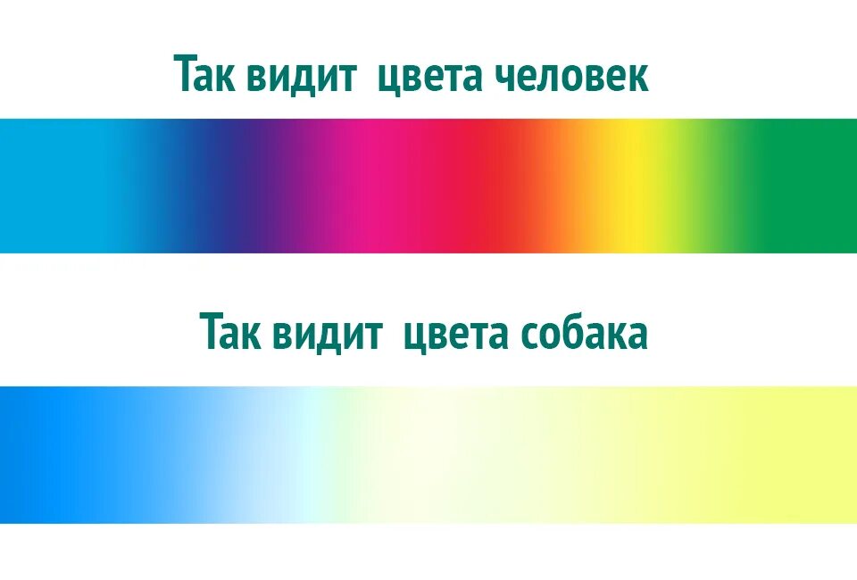 Какими цветами видят собаки. Собаки видят цвета. какие цвета не видят собаки. в каких цветах видят собаки. как видят собаки цвета.