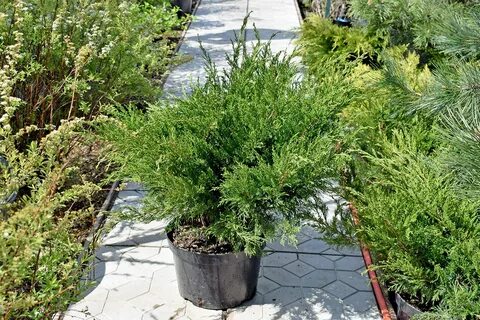 Можжевельник как часто