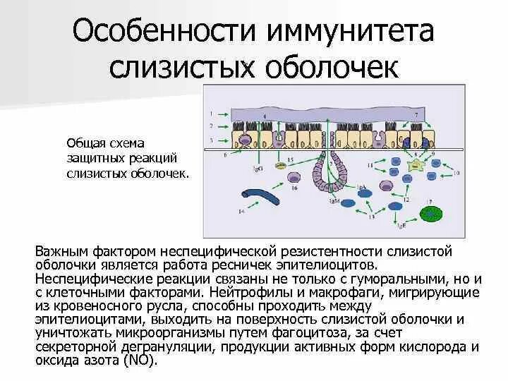 Фактор защиты слизистых оболочек. Иммунитет слизистых оболочек иммунология. Особенности иммунитета слизистых оболочек. Факторы местного иммунитета слизистых оболочек. Факторы местного иммунитета кожи слизистых.