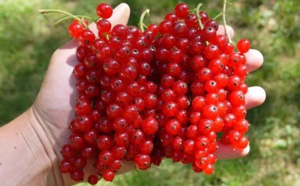 Лучшие сорта смородины