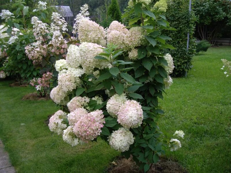 Фото гортензий метельчатых в садах Саженец метельчатой гортензии сорт Фантом Ра40 цена в Орске, купить в интернет