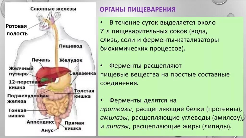 Строение и функции пищеварительной системы 8 класс. Схема пищеварительной системы человека 8 класс биология. Строение пищеварительной системы человека ЕГЭ. Система пищеварения человека таблица 8 класс. Изменение пищи в пищеварительной системе