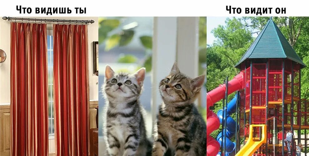 кот я все вижу. что видят коты в доме. потусторонние кошки. когда разозлили кота. что вижу что видит кот.