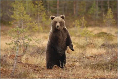 Siberian bear