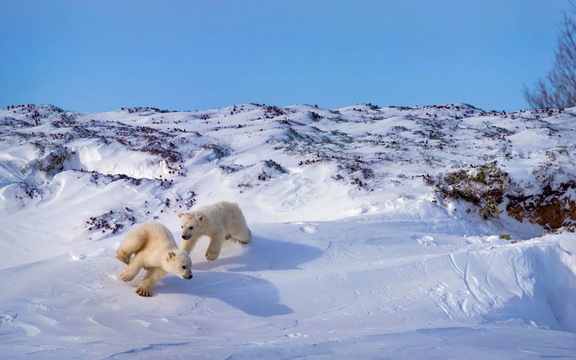 Белый медведь в тундре. Белые медведи на Кольском полуострове. Снежная Ямальская тундра. Арктика тундра. Белый медведь бег