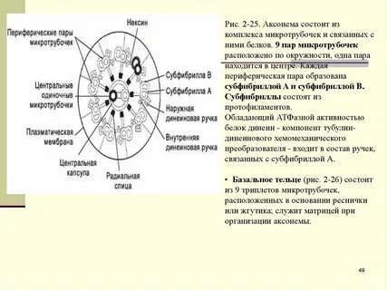 Базальные тельца