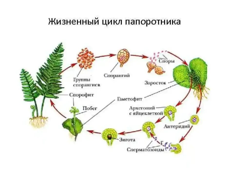 Цикл развития папоротника. Жизненный цикл папоротниковидных. Цикл размножения папоротников. Цикл размножения папоротников схема.