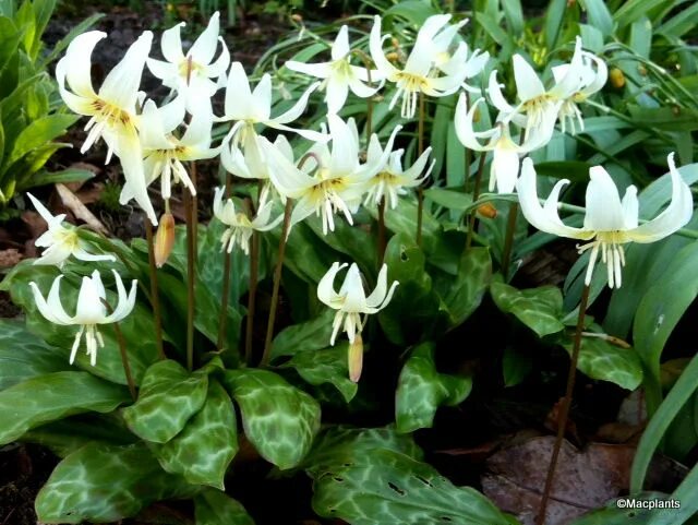 Эритрониум уайт бьюти. Эритрониум кандык. кандык (erythronium). кандык калифорнийский уайт бьюти. эритрониум калифорнийский.
