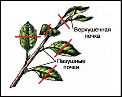Побеги яблони