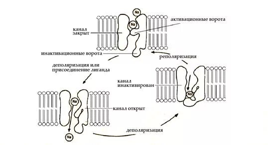 Строение ионного канала. Примеры селективных мембранных каналов. Строение ионных каналов физиология. Селективные ионные каналы. Селективный фильтр ионного канала.