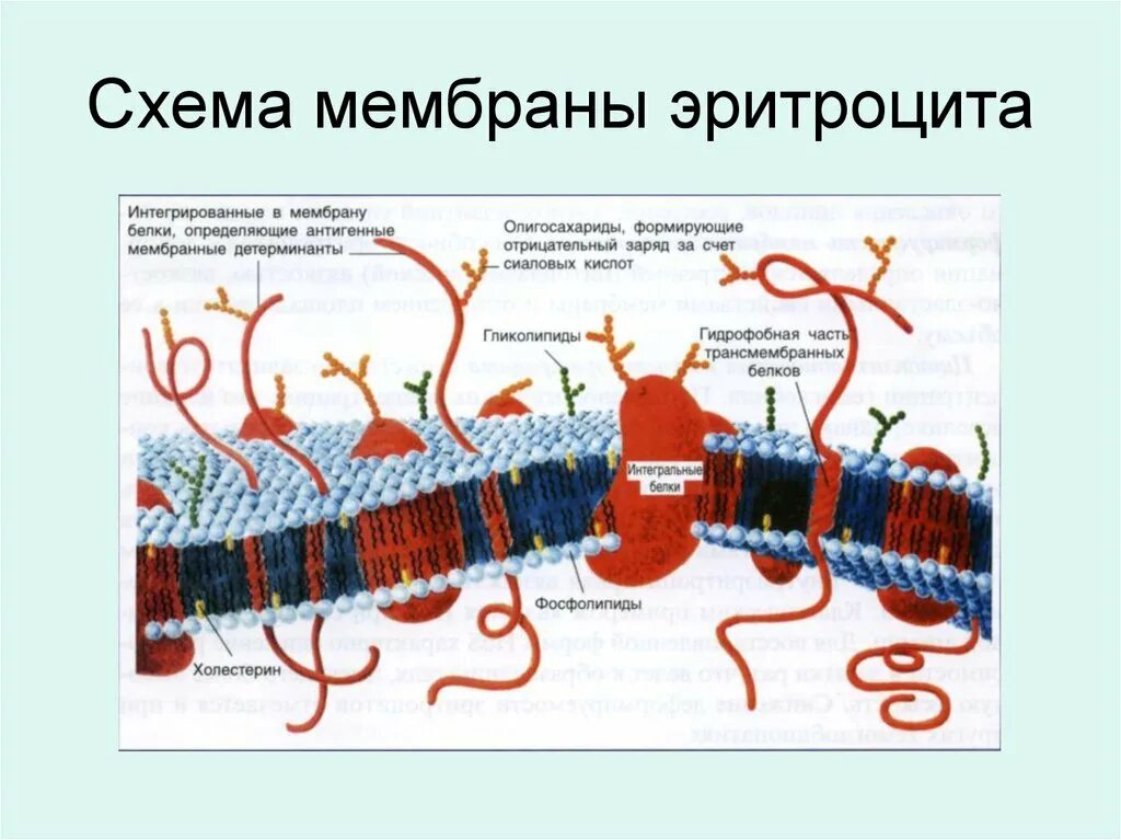 Плазмолемма эритроцита. Строение мембраны эритроцита биохимия. Схема строения мембраны эритроцита. Строение цитоплазматической мембраны эритроцита. Строение эритроцитарной мембраны.