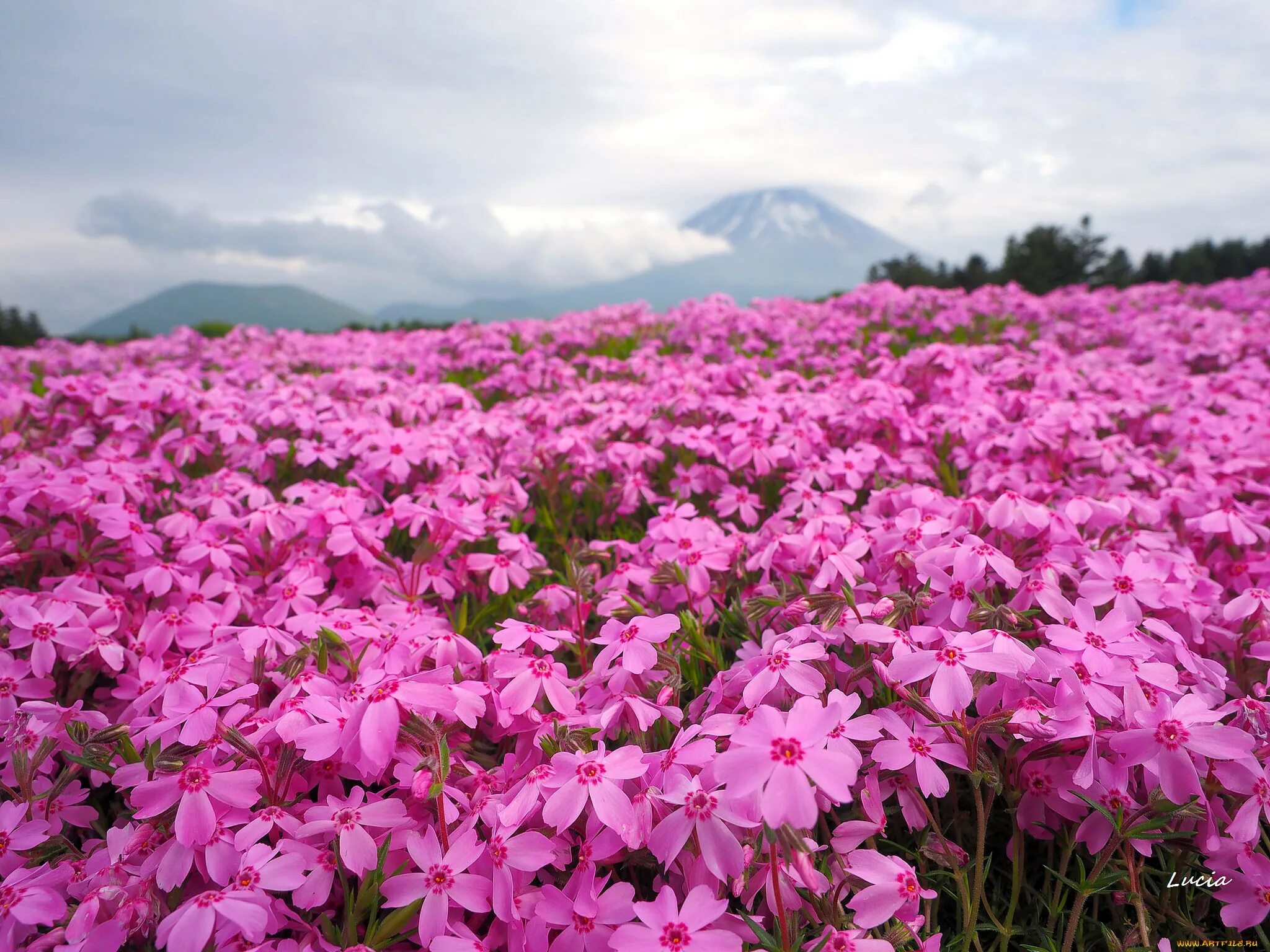 Поля грасса цветочные. Летние цветы. Розовые цветы образующие поля на воде. Розовые цветы образующие поля на воде. Розовые цветы в поле.