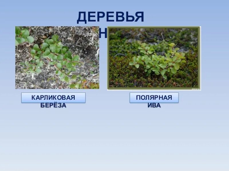 В какой зоне обитает карликовая береза. Карликовая Ива в тундре. Растительность тундры карликовая береза. Полярная Ива в тундре. Тундра растения Арктическая Ива.