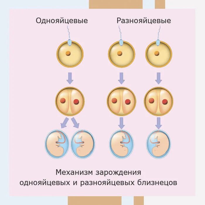 По какой линии передается двойня. Двуяйцевые близнецы. однояйцевая двойня. вероятность рождения однояйцевых близнецов. как понять однояйцевые близнецы или разнояйцевые.