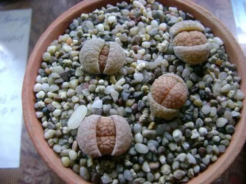 Литопсы цветение. Литопсы террариум. Литопсы линька. Lithops aucampiae. Lithops schwantesii v.