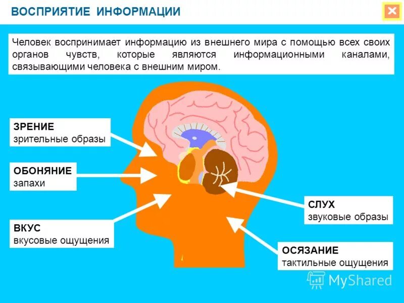 Роль органов чувств в процессе восприятия информации. Восприятие информации человеком. Каналы восприятия информации человеком. Человек воспринимает информацию с помощью.