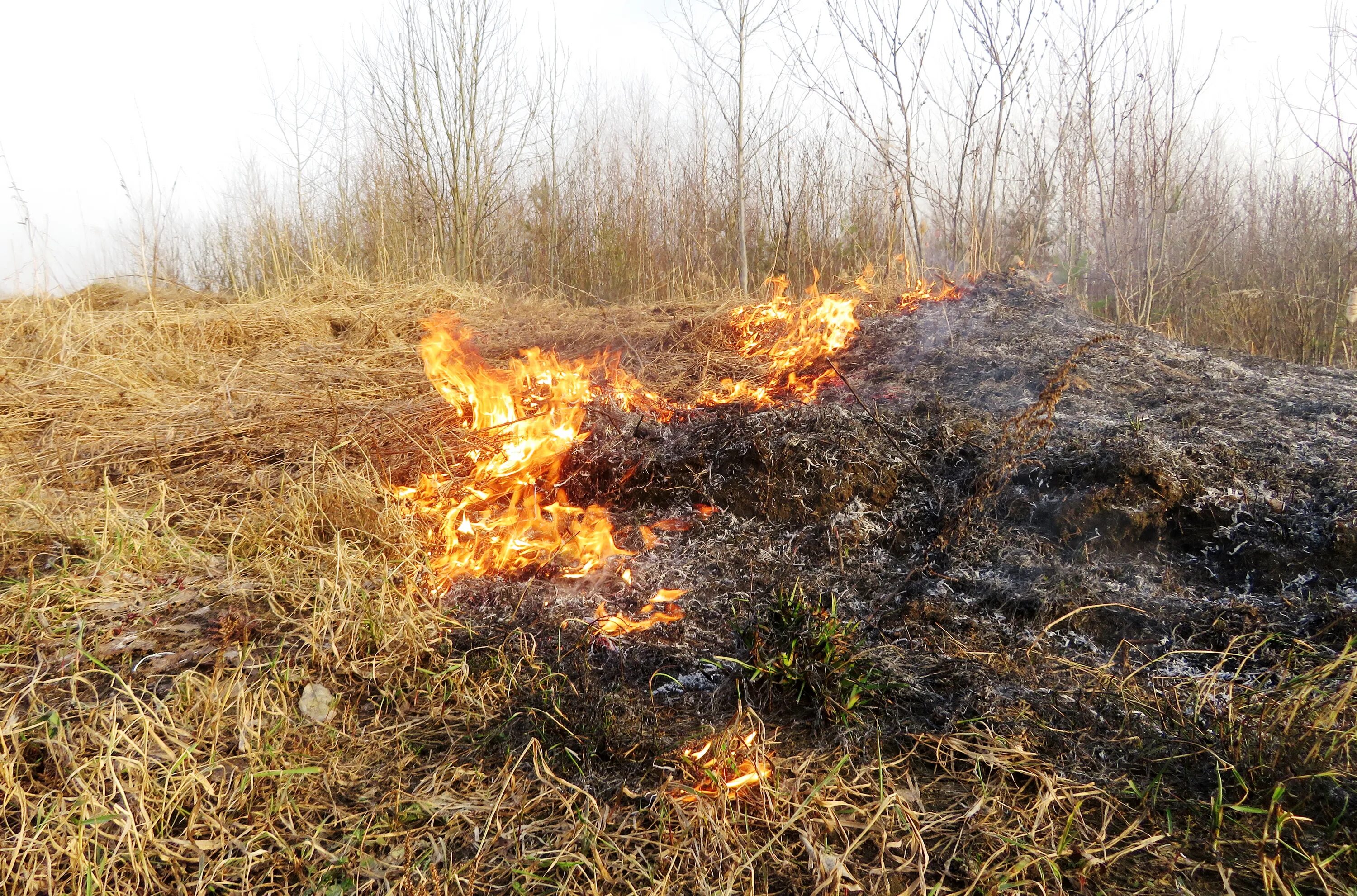 парень облил бензином и поджег. вчерашний авария на новосибирской. орехово зуевские леса. учение мчс сегодня в карелии. картинки по сельхозпалам мчс россии.