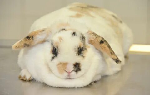 Cute fat rabbit