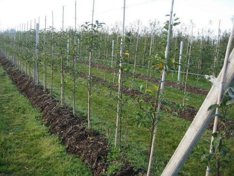 Яблоневый сад архонская. Суперинтенсивный яблоневый сад. Интенсивный шпалерный яблоневый сад. Интенсивный яблоневый сад. Яблоня суперинтенсивное.