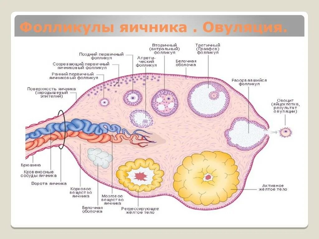 Циклы фолликулов