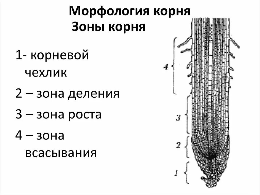 Анатомические зоны корня