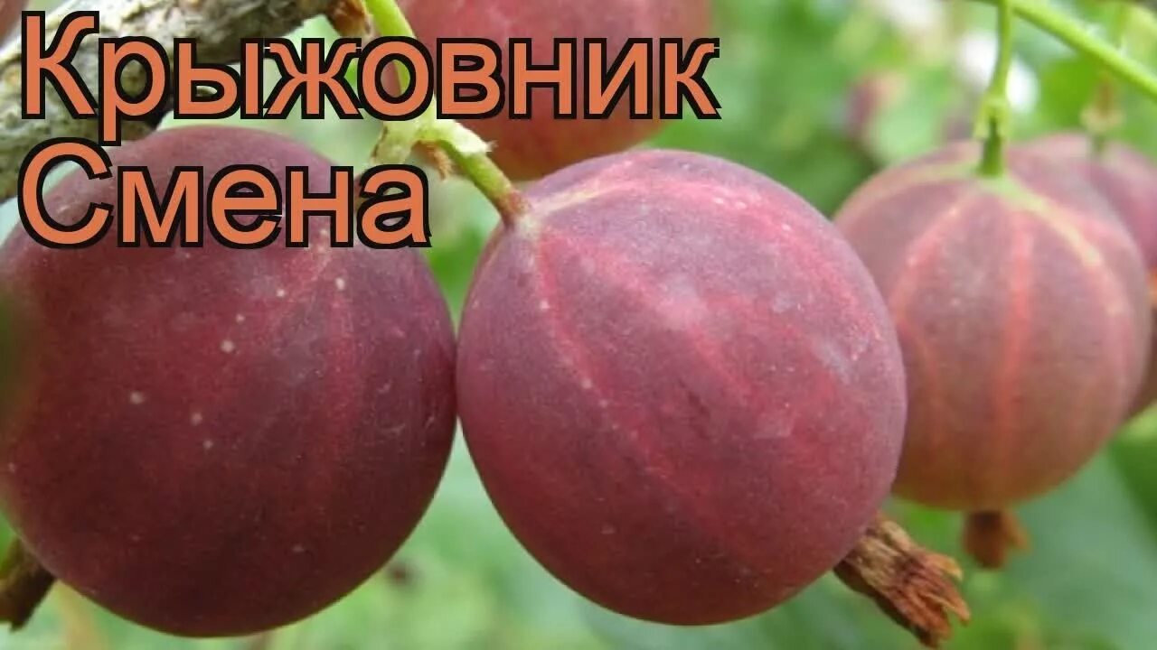 Крыжовник пакс фото. Сорт крыжовника пакс. Крыжовник (ribes grossularia `командор`). Крыжовник арлекин. Крыжовник сорт «арлекин».