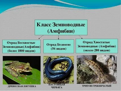 К безногим относится