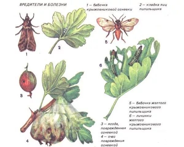 Вредители клубники описание с фотографиями. Вредители крыжовника описание с фотографиями. Вредители крыжовника и борьба с ними. Вредители ягодных кустарников. Вредители клубники.