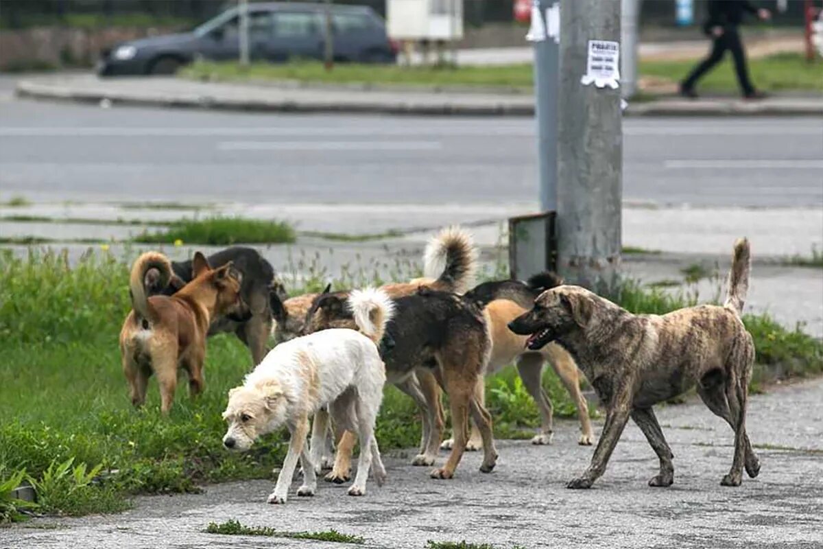 На улице жили щенки. Бродячие собаки. Уличные собаки. Стая бродячих собак.