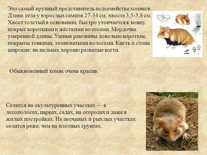 Обыкновенный хомяк содержание