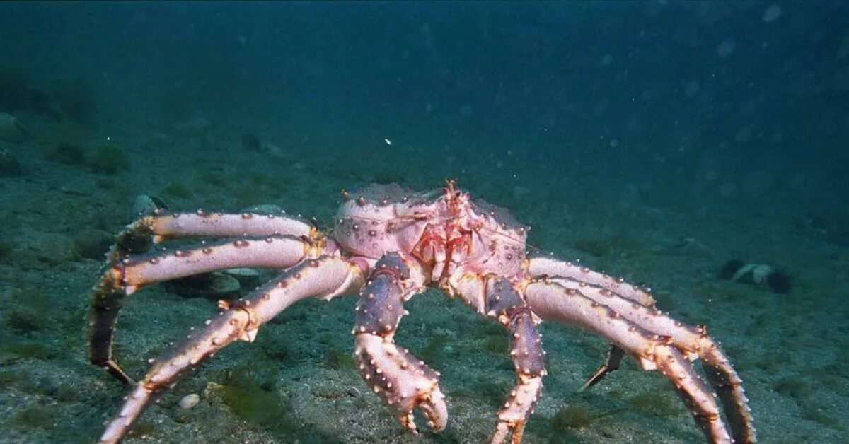 Краб камчатский. Краб камчатский. Дальневосточный край. Краб дальнего востока. Краб дальневосточный камчатский.