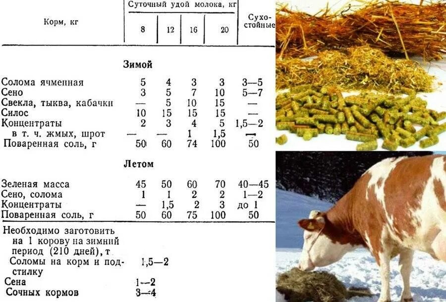 Рацион КРС дойных коров зимой. Рационы кормления КРС телят. Рацион для КРС молочного направления в зимний период. Суточный рацион коровы на зимний период.