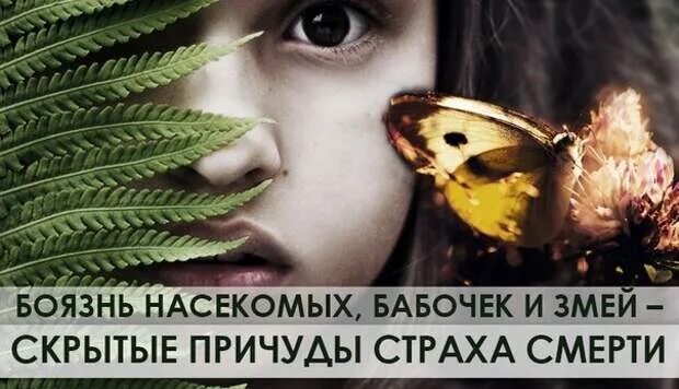 Как называется фобия когда боишься насекомых. Боязнь мотыльков. фобия боязнь насекомых название.